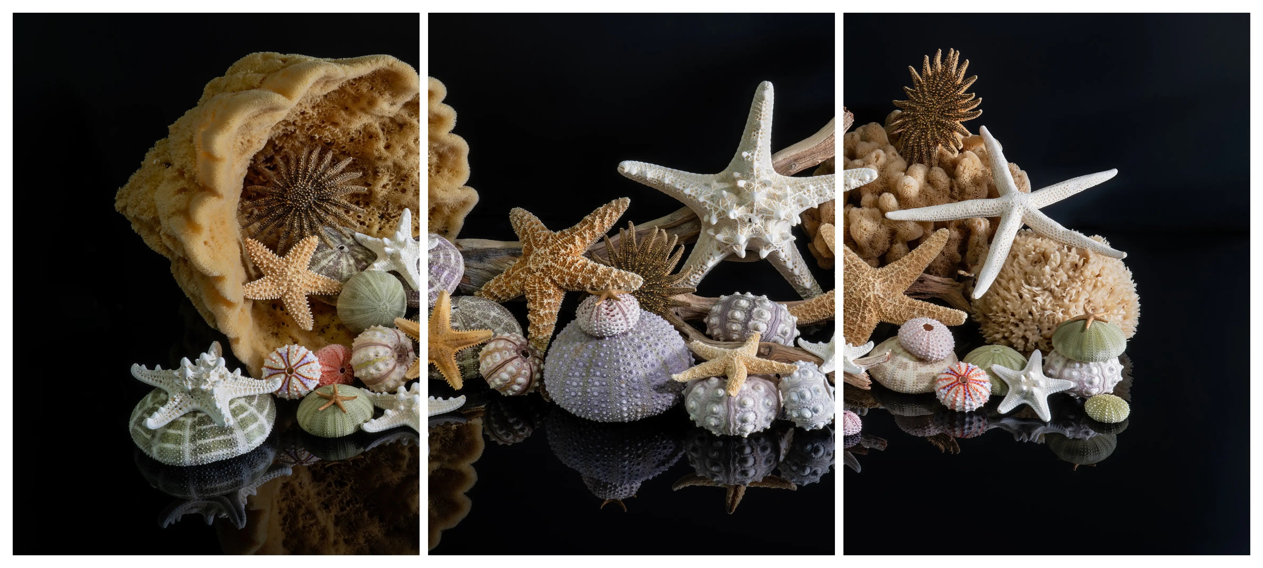 Starfish and sea urchin triptych glass wall art with marine sponges, driftwood, and colorful urchins arranged across three black-background panels.