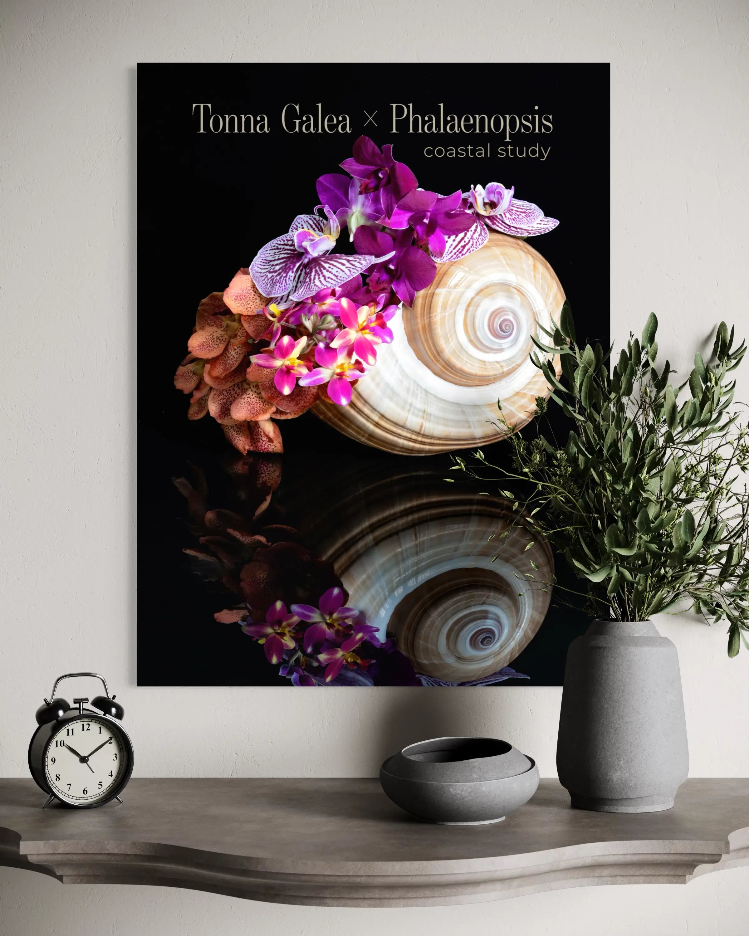 Tonna Shell — Purple Orchid Cluster