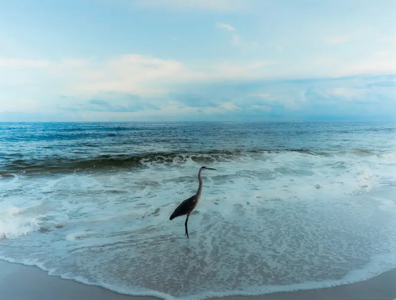 Tranquil Heron Coastal Glass Artwork - Large 15.6’’ x 20.8’’ - Beach Scene Printed