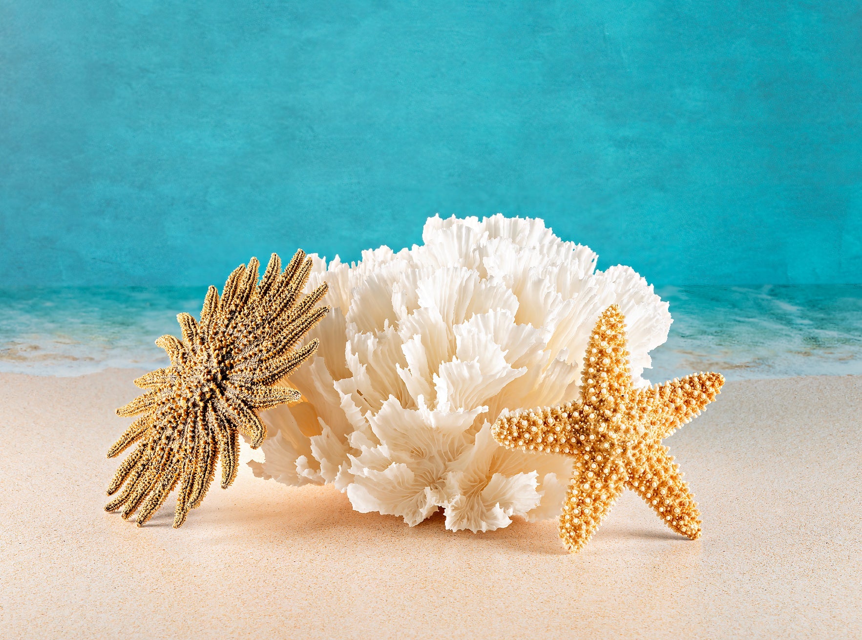 Tropical Ocean Art: Starfish Sun & Plate Coral Glass Print - X-small 4.2 x 8.4’’ - Shell Prints
