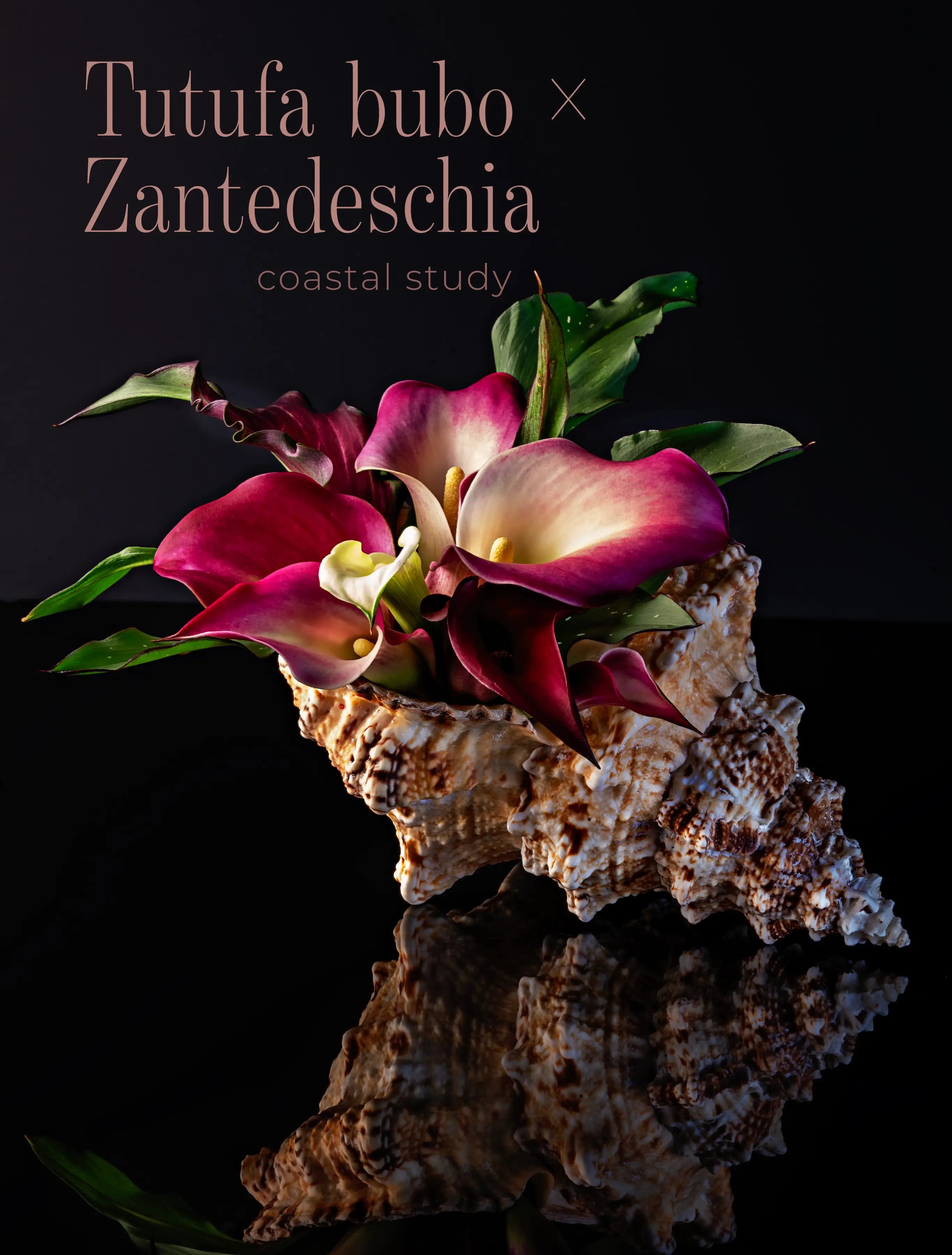 Tutufa bubo × Zantedeschia coastal study glass poster featuring pink calla lilies arranged in a giant frog shell against a glossy black background.