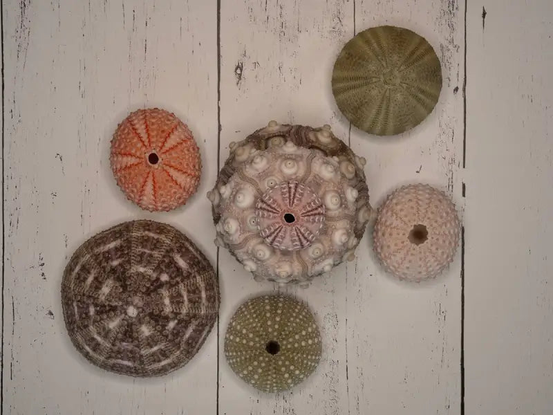 Coastal decor print glass art with vibrant sea urchins on white shiplap background