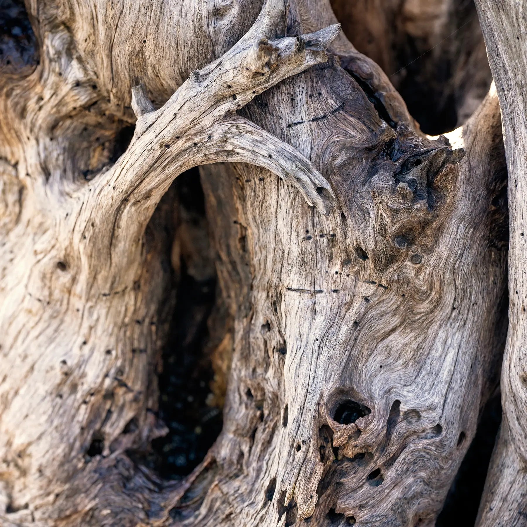 Weathered Grace Driftwood Art – coastal glass print featuring wood textures shaped by ocean tides, perfect for unique coastal wall art.
